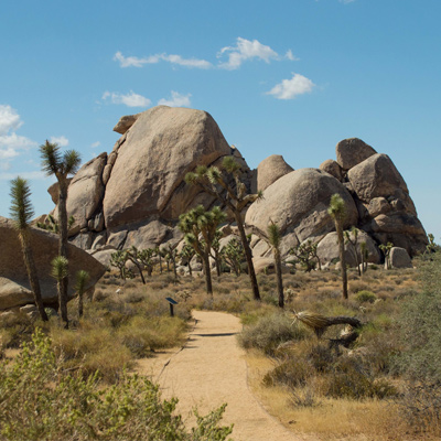 Cap Rock Nature Trail, Joshua Tree